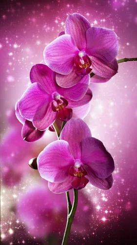 Орхидеи Обои на телефон рисунок