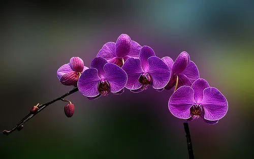 Орхидеи Обои на телефон крупный план фиолетовых цветов