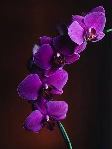 Орхидеи Обои на телефон фото на андроид