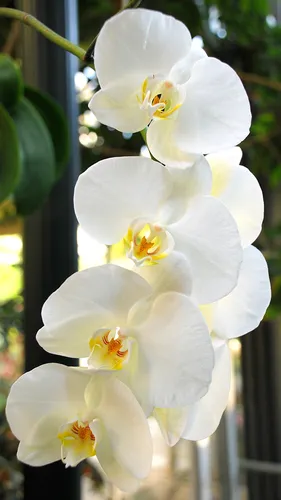 Орхидеи Обои на телефон картинки