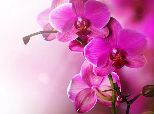 Орхидеи Обои на телефон изображение