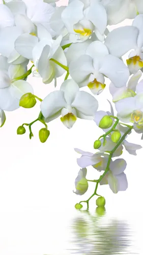 Орхидеи Обои на телефон цветы крупным планом