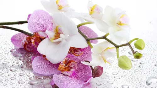 Орхидеи Обои на телефон букет цветов