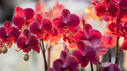 Орхидеи Обои на телефон группа цветов