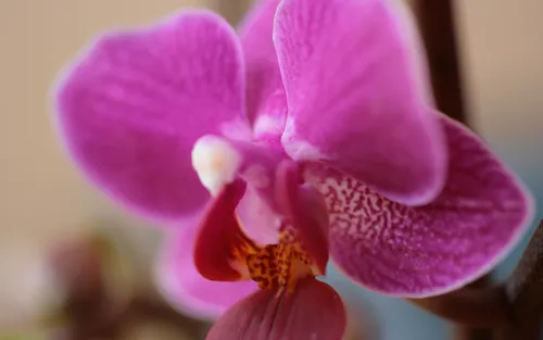 Орхидеи Обои на телефон крупный план розового цветка