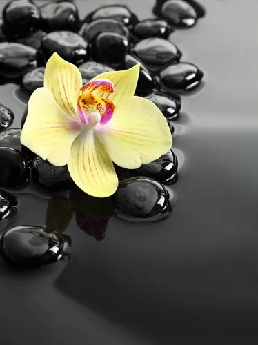Орхидеи Обои на телефон цветок, плывущий по воде