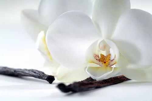 Орхидеи Обои на телефон белый цветок с желтым центром