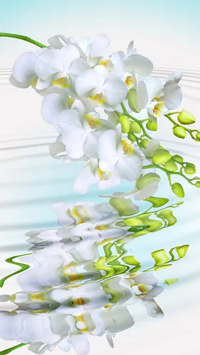 Орхидеи Обои на телефон букет белых цветов