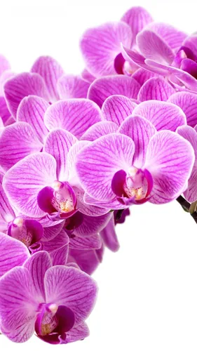 Орхидеи Обои на телефон крупный план фиолетового цветка