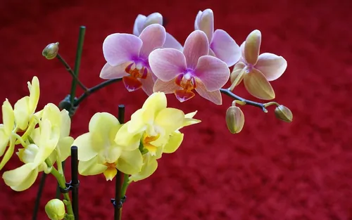 Орхидеи Обои на телефон фотография