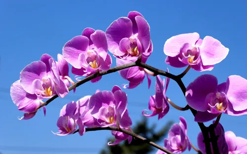 Орхидеи Обои на телефон снимок