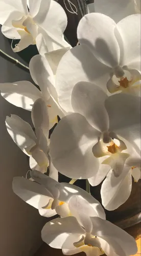 Орхидеи Обои на телефон группа белых цветов
