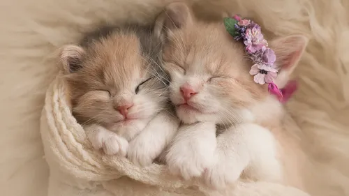 Милые Фото два котенка лежат вместе