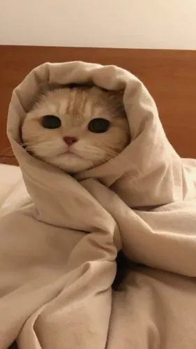 Милые Фото кошка, завернутая в полотенце