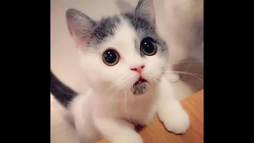 Милые Фото кот с голубыми глазами