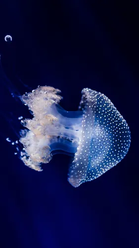 Плавание Обои на телефон бело-голубая медуза
