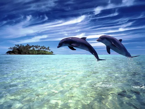 Плавание Обои на телефон дельфины выпрыгивают из воды