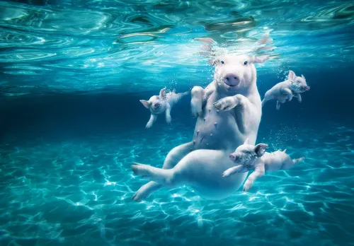 Плавание Обои на телефон группа животных, плавающих в воде