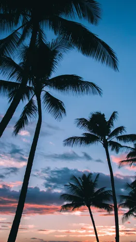 Позитивные Обои на телефон пальмы на фоне заката