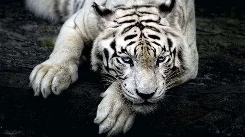 Тигренок Обои на телефон белый тигр, лежащий на земле