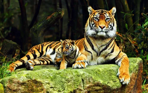 Тигренок Обои на телефон пара тигров, лежащих на скале
