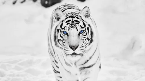Тигренок Обои на телефон белый тигр в снегу