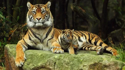 Тигренок Обои на телефон тигр и детеныш лежат на скале