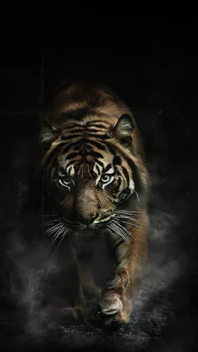 Тигренок Обои на телефон тигр в темноте