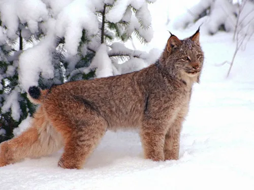 Рысь Фото кошка, стоящая на снегу