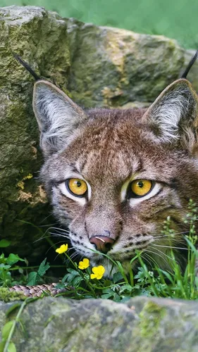 Рысь Фото кошка с желтыми глазами