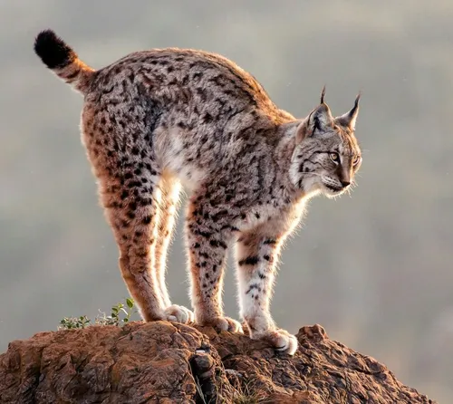 Рысь Фото леопард, стоящий на скале