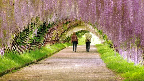 Красивые Фото пара идет по тропинке с фиолетовыми цветами по обе стороны