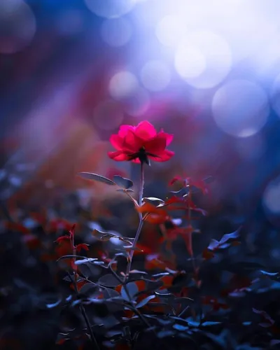 Красивые Фото красный цветок на растении