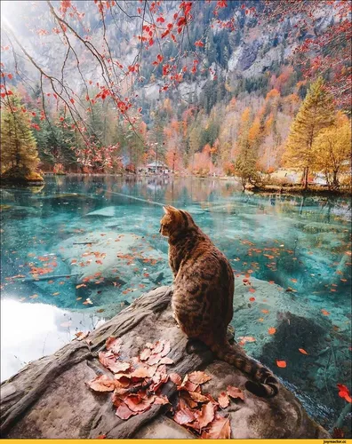 Красивые Фото собака, сидящая на скале у водоема