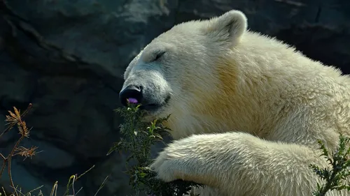 Красивые Фото белый медведь в зоопарке