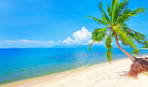 Моря Фото пальма на пляже