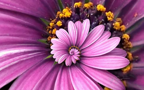 На Аватарку Фото крупный план цветка