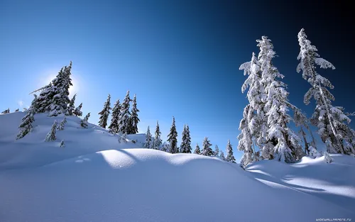 На Рабочий Стол Фото снежный пейзаж с деревьями