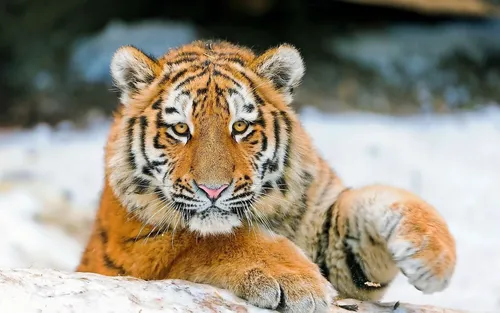 Тигра Фото тигр, лежащий на скале