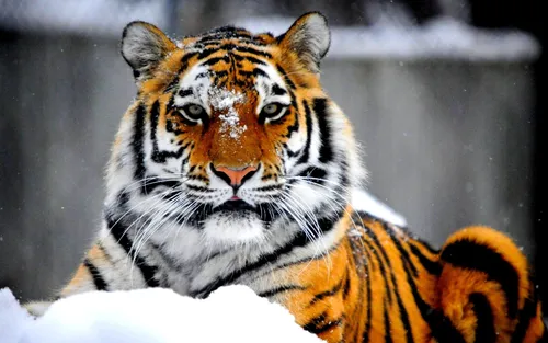 Тигра Фото тигр на снегу