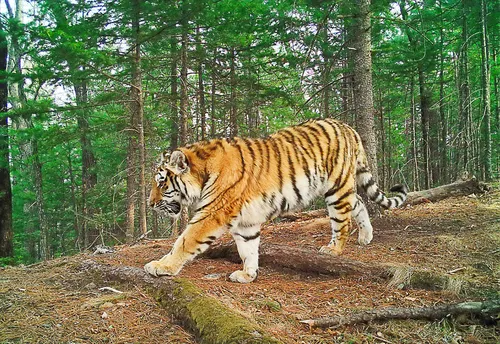 Тигра Фото тигр гуляет по лесу