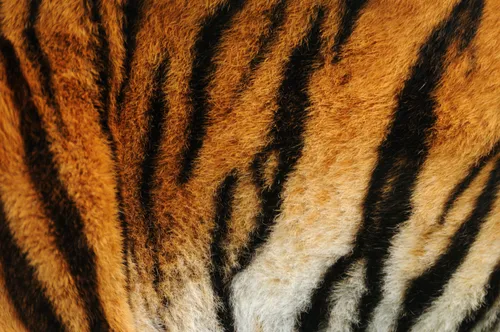 Тигра Фото крупный план зебры