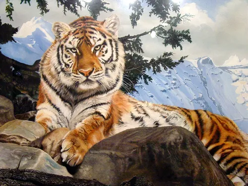 Тигра Фото тигр, лежащий на скалах