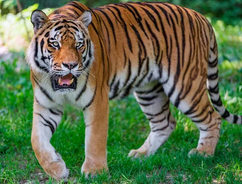 Тигра Фото тигр гуляет по траве