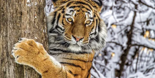 Тигра Фото тигр в заснеженном лесу