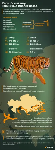 Тигра Фото плакат с тигром