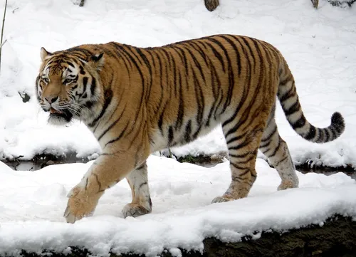 Тигра Фото тигр гуляет по снегу