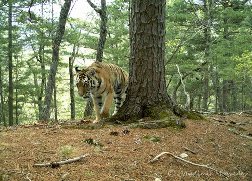 Тигра Фото тигр гуляет по дереву