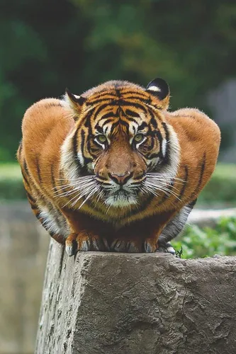 Тигра Фото тигр сидит на скале