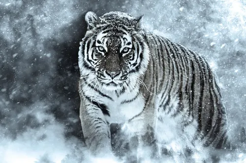 Тигра Фото белый тигр гуляет по снегу